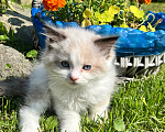 Кошки в Люберцах: Котята породы Регдолл Мальчик, 50 000 руб. - фото 2