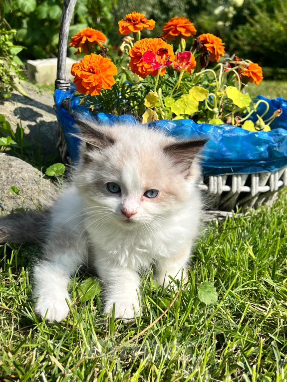 Кошки в Люберцах: Котята породы Регдолл Мальчик, 50 000 руб. - фото 2