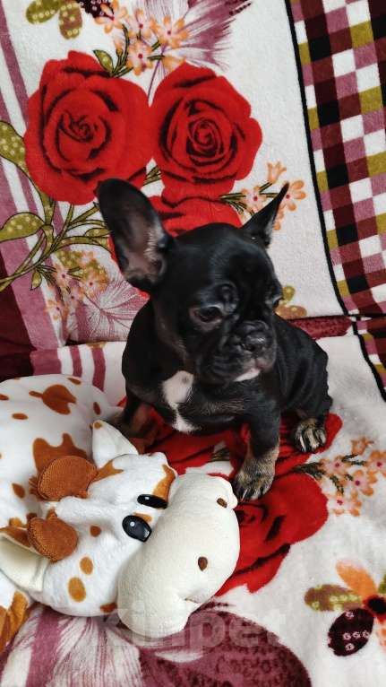 Собаки в других городах Нижегородской области: Продам щенков французского бульдога Разнополые, 40 000 руб. - фото 2