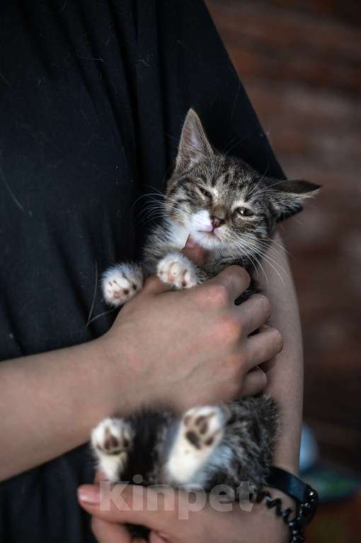 Кошки в Санкт-Петербурге: Комочек счастья ищет маму и папу Девочка, Бесплатно - фото 2