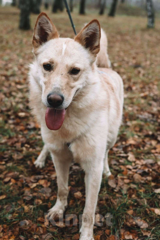 Собаки в Москве: Персик Мальчик, Бесплатно - фото 4