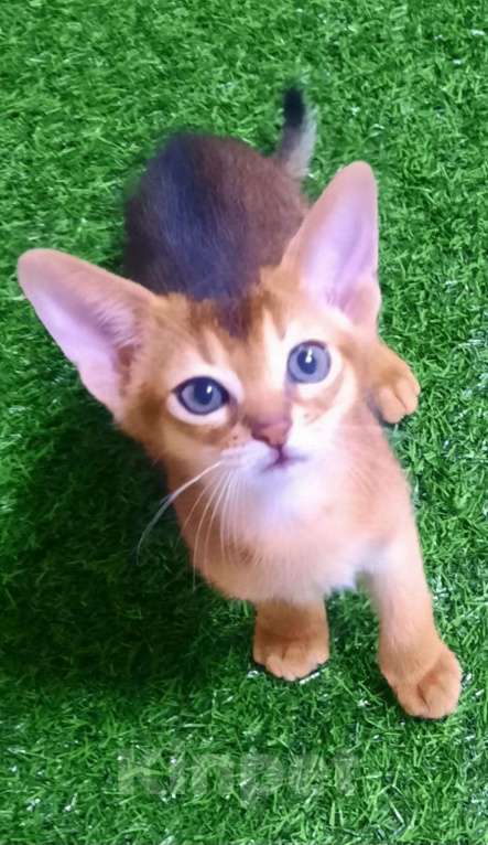 Кошки в Краснодаре: Абиссинские котята с документами Мальчик, 35 000 руб. - фото 5