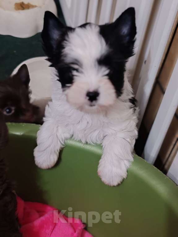 Собаки в Ульяновске: Щенки цветного йорка Девочка, Бесплатно - фото 3