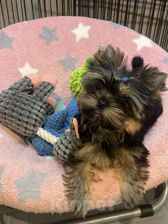 Собаки в Санкт-Петербурге: Мальчишки в продаже  Мальчик, 70 000 руб. - фото 8