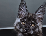 Кошки в Москве: котенок мейн кун черный дым Мальчик, 100 000 руб. - фото 4