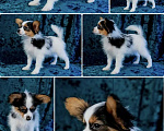 Собаки в Омске: Мальчишка папийон Мальчик, 50 000 руб. - фото 7