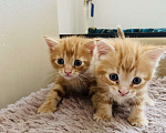 Кошки в Мурином: Рыжий котик 🐱  Девочка, 11 руб. - фото 2