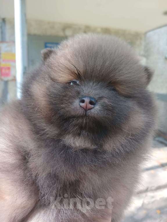 Собаки в Нижнем Новгороде:  Померанец -голубой соболь Мальчик, Бесплатно - фото 4