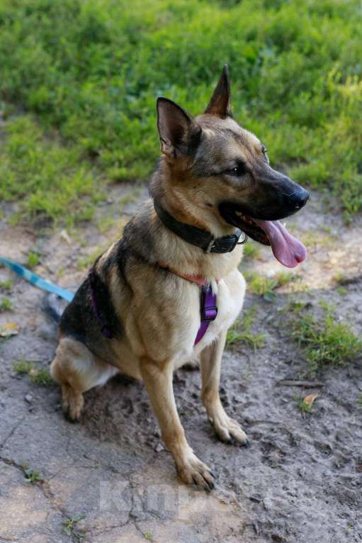 Собаки в Москве: Мила самая милая и добрая собака ищет дом! Девочка, Бесплатно - фото 4