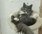 Кошки в Москве: Котенок Кейт ищет дом Девочка, Бесплатно - фото 3