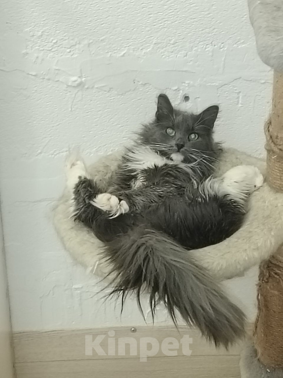 Кошки в Москве: Котенок Кейт ищет дом Девочка, Бесплатно - фото 3