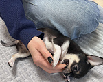 Собаки в Мурином: Крошка-чихуахуа ищет свою семью  Девочка, 20 000 руб. - фото 5
