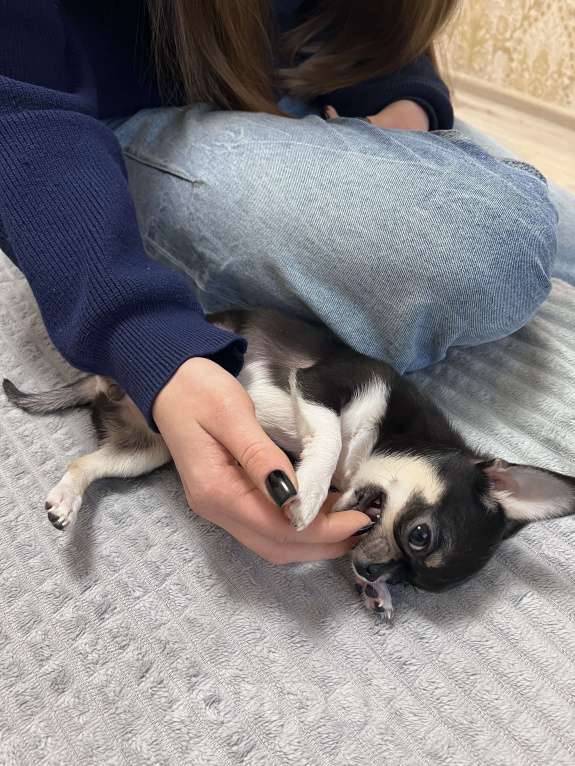 Собаки в Мурином: Крошка-чихуахуа ищет свою семью  Девочка, 20 000 руб. - фото 5