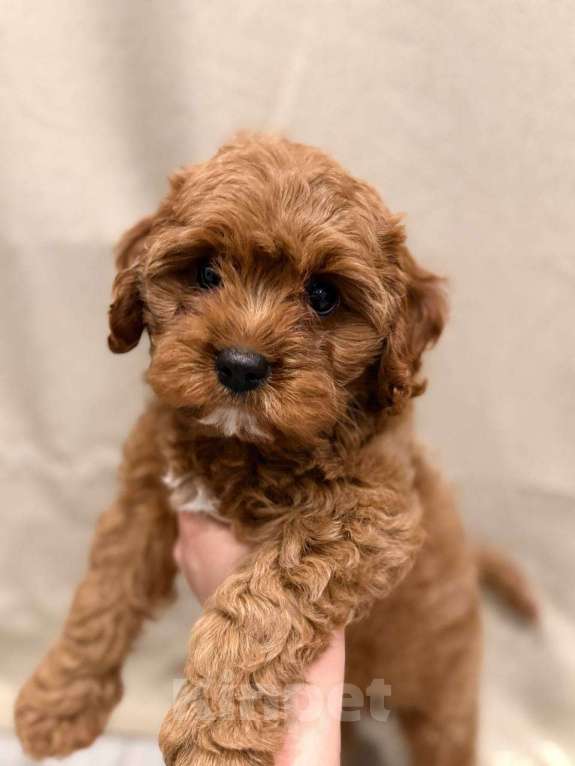 Собаки в Москве: Шикарный мини мальчик кавапу Мальчик, Бесплатно - фото 5