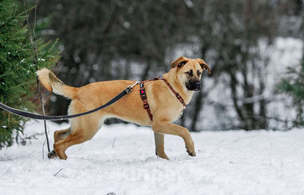 Собаки в других городах Пермского края: Умница и красавица Астрид в ответственные руки Девочка, Бесплатно - фото 3