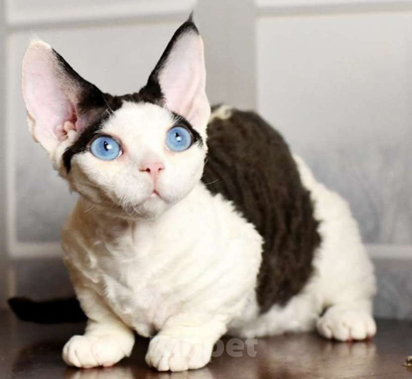 Кошки в Москве: Эксклюзивная девочка с голубыми глазами Девочка, 200 000 руб. - фото 2