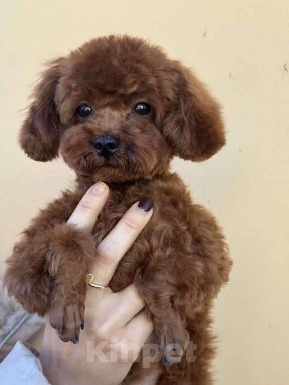 Собаки в Ейске: Продаю щенков Тедди пудель, импорт Китай🇨🇳, девочка 9 месяцев, мальчик 11 месяцев  Девочка, 270 000 руб. - фото 5