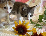 Кошки в Москве: Котенок-девочка, 2,5 месяца Девочка, 1 000 руб. - фото 5