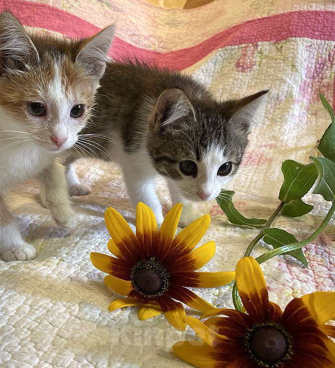 Кошки в Москве: Котенок-девочка, 2,5 месяца Девочка, 1 000 руб. - фото 5