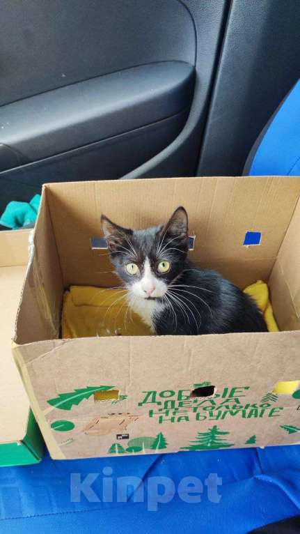 Кошки в Люберцах: В добрые руки Мальчик, 1 руб. - фото 2