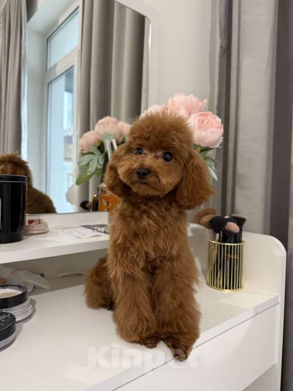 Собаки в Москве: Той пудель щенок Девочка, 100 000 руб. - фото 2