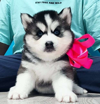 Хаски Щенки Разных окрасов