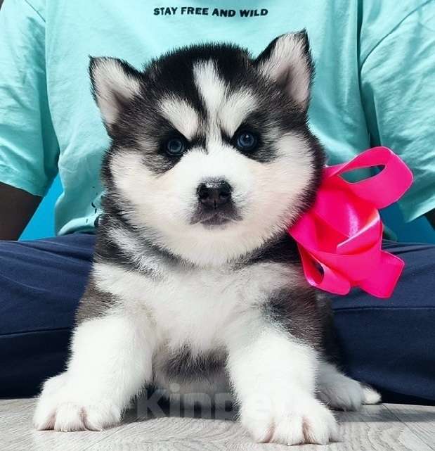 Собаки в Туле: Хаски Щенки Разных окрасов Разнополые, Бесплатно - фото 1