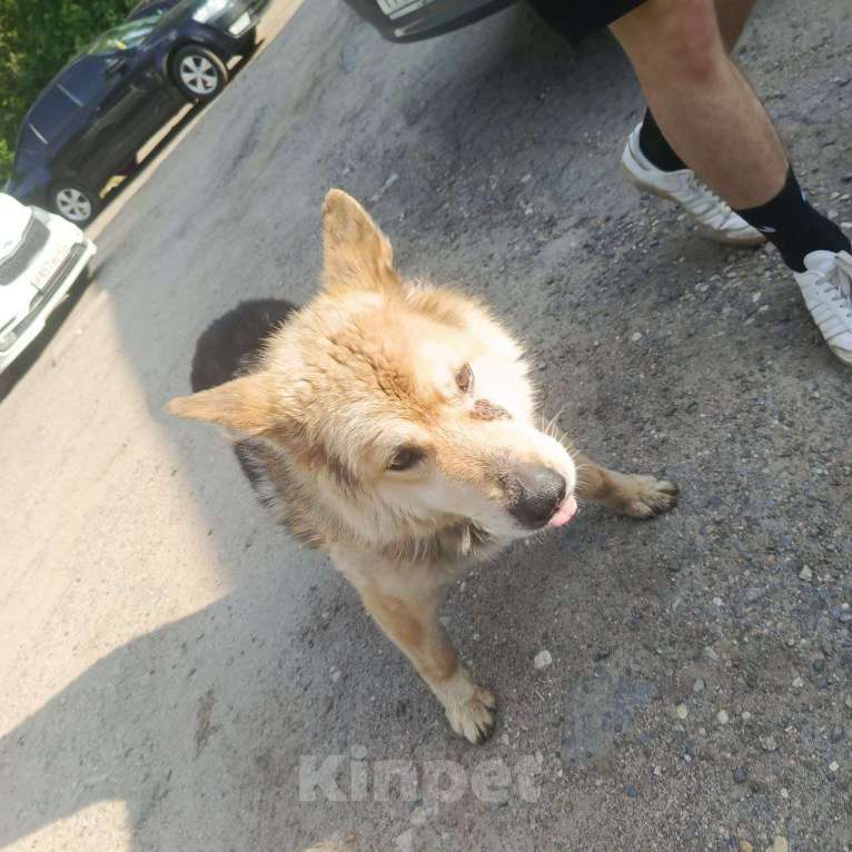 Собаки в Смоленске: Потерялась Собака Мальчик, Бесплатно - фото 5