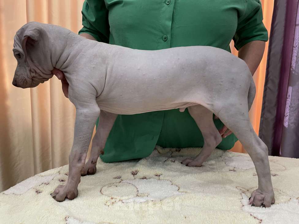 Собаки в Подольске: Предлагается щенок лиловый кобель Мальчик, 40 000 руб. - фото 2