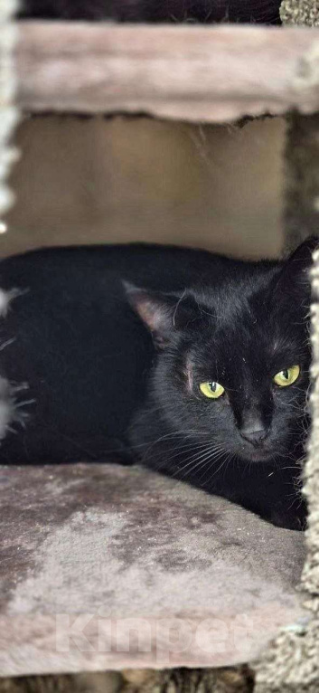 Кошки в Москве: Кошечка Чернушка ищет дом Девочка, Бесплатно - фото 3