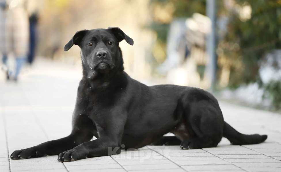 Собаки в Балашихе: Герда девочка 1.3 г Девочка, Бесплатно - фото 5