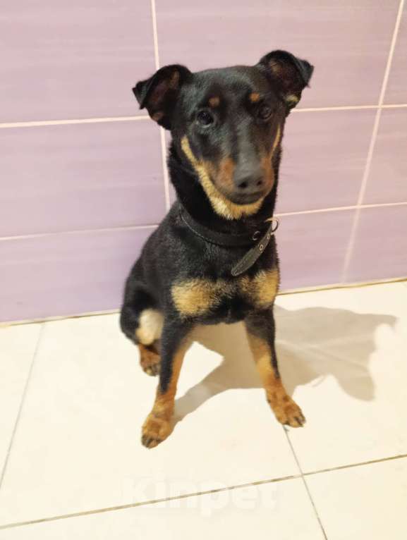 Собаки в Волжском: Собака в добрые руки Девочка, Бесплатно - фото 2