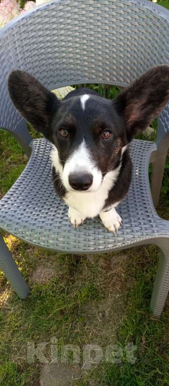 Собаки в Москве: Вельш -Корги Кардиган девочка Девочка, 25 000 руб. - фото 3