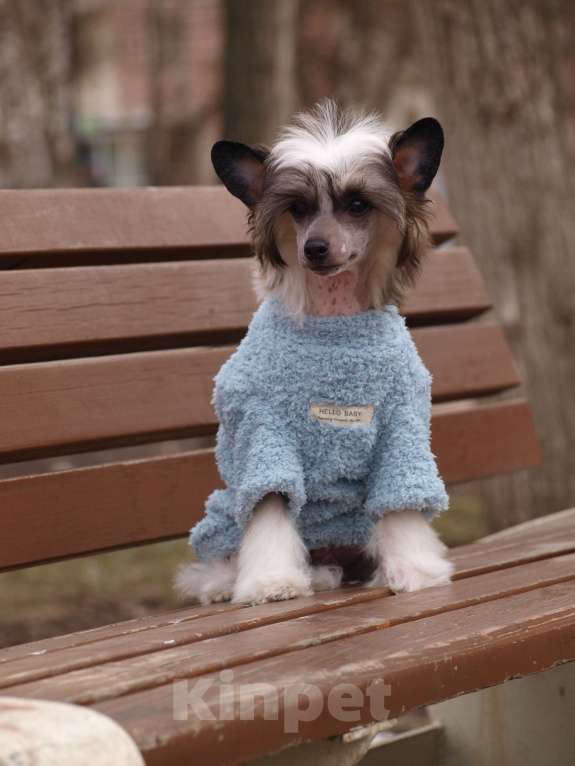 Собаки в Липецке: Щенки китайской хохлатой собаки Мальчик, 30 000 руб. - фото 1
