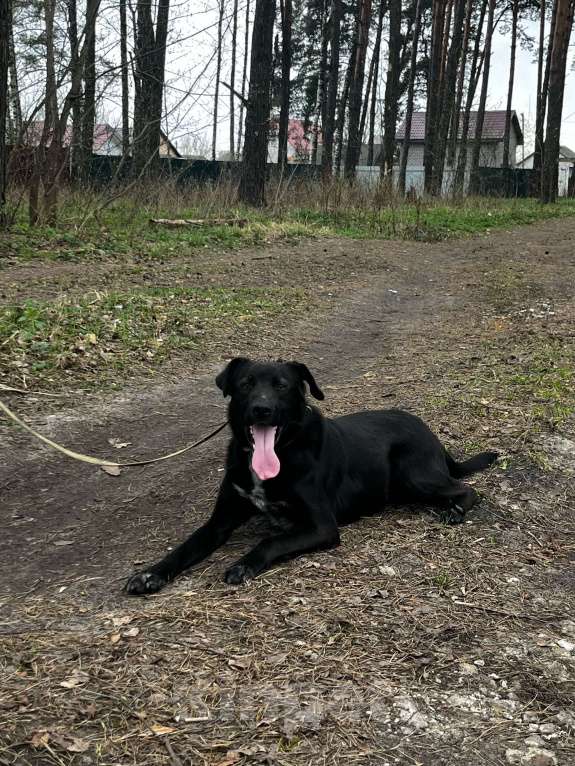 Собаки в Брянске: Лорд Мальчик, Бесплатно - фото 5