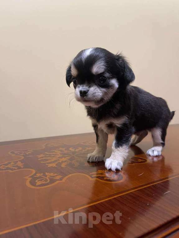 Собаки в других городах Московской области: Щенок чихуахуа мальчик Приц Мальчик, 75 000 руб. - фото 8