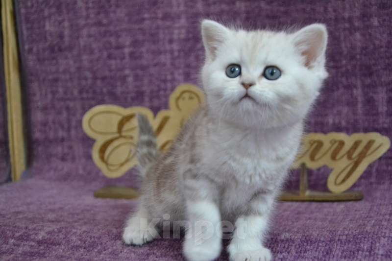 Кошки в Москве: Мраморная шоколад на серебре Девочка, 55 000 руб. - фото 2