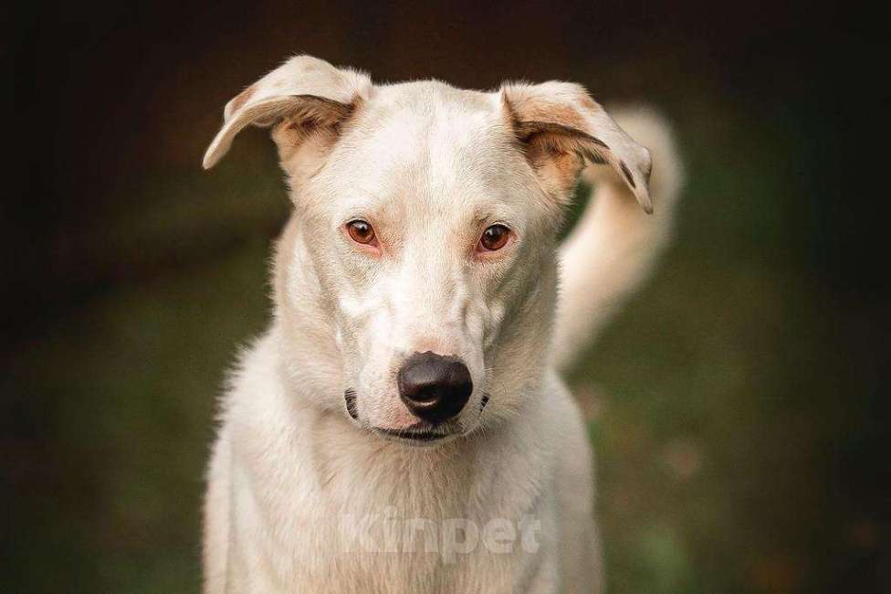 Собаки в Москве: Белый ласковый пёсель Этьен в самые добрые руки Мальчик, 1 руб. - фото 3