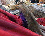 Кошки в других городах Башкортостана: Шотландский прямоухий котенок( помесь) Девочка, 450 руб. - фото 7