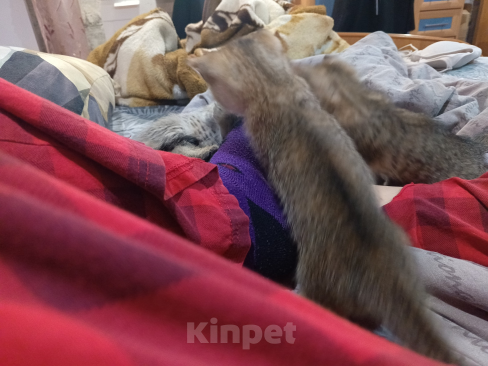 Кошки в других городах Башкортостана: Шотландский прямоухий котенок( помесь) Девочка, 450 руб. - фото 7