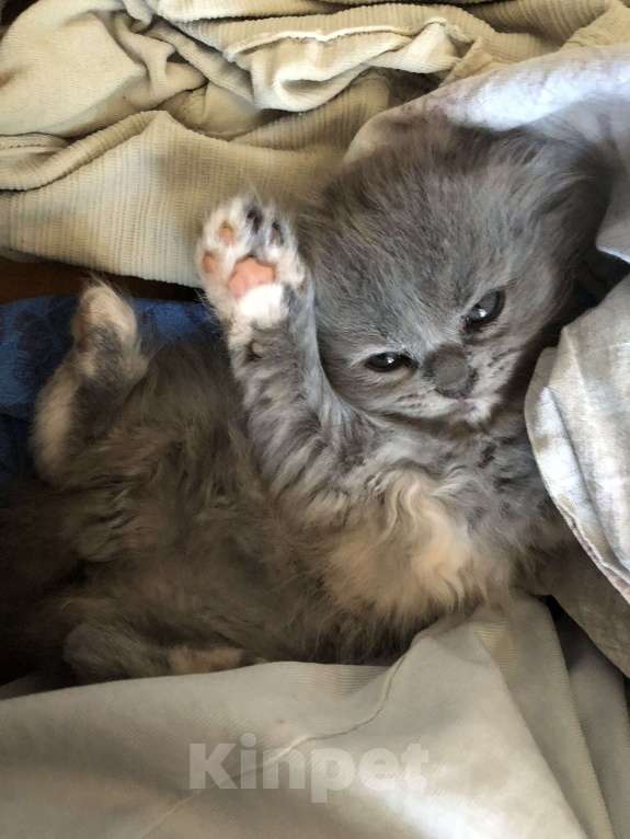 Кошки в Менделеевске: Шотландская девочка вислоухая  Девочка, 4 000 руб. - фото 6