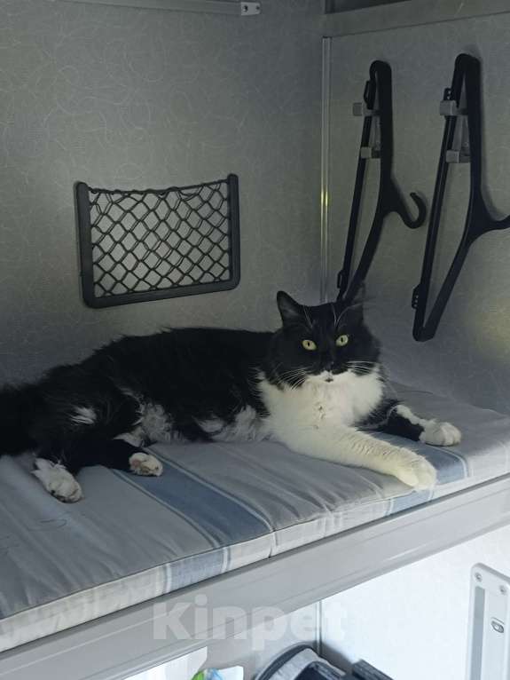 Кошки в Арзамасе: Потерялся кот, выбежал из поезда на станции Арзамас 2, прошу, максимальный репост. Мальчик, 10 000 руб. - фото 4