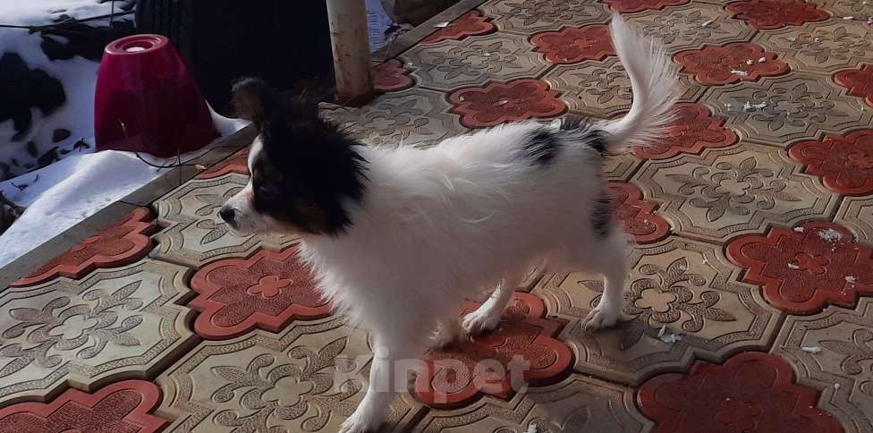 Собаки в Волгодонске: Бенджамин Мальчик, 30 000 руб. - фото 3