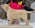 Собаки в других городах Липецкой области: Щенок лабрадора Холлабвууд'с Пэймес Леди Девочка, 60 000 руб. - фото 5