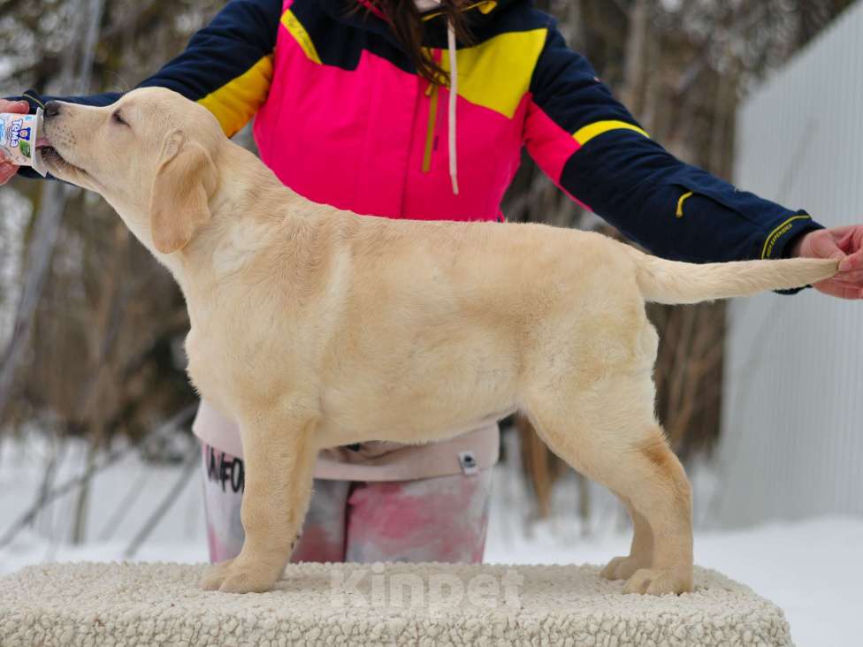 Собаки в других городах Липецкой области: Щенок лабрадора Холлабвууд'с Пэймес Леди Девочка, 60 000 руб. - фото 5
