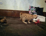 Кошки в Новом Уренгое: Отличные друзья, 20 000 руб. - фото 4