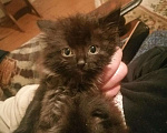 Кошки в Новочеркасске: Котята веслоухие, 1 руб. - фото 3