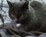 Кошки в Усинске: Кошка, Бесплатно - фото 5