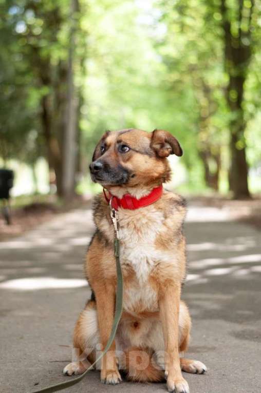 Собаки в Ногинске: Модерн - элегантен, галантен, учтив - в поиске дома Мальчик, Бесплатно - фото 6