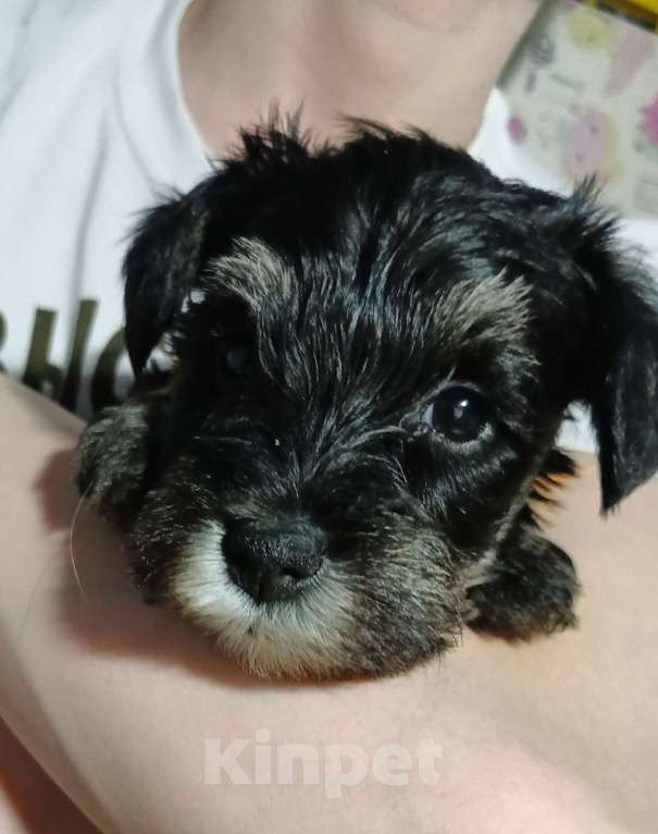 Собаки в Красноярске: Цвергшнауцер щенки от титулованных родителей Мальчик, 50 000 руб. - фото 4